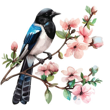 recommend clip art: Vibrant Magpie and Floral Watercolor Illustration