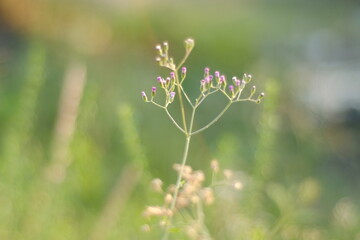 flowers in the garden