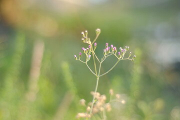 flowers in the grass