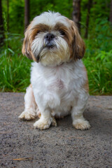 shih tzu dog walks in the park in the summer