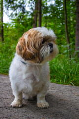 shih tzu dog walks in the park in the summer