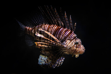 Red Lionfish - Pterois volitans – beautiful colored venomous coral reef fish from Indo-Pacific coral reefs and sea coasts, Indonesia.