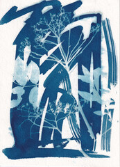 Wildflowers cyanotype blueprint from my garden