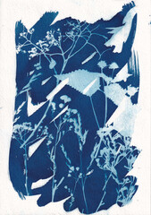 Wildflowers from my garden in cyanotype blueprint