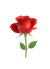 Fototapeta premium simple semi 3D full bloom single red rose flower, isolated in white background