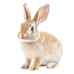Fototapeta premium A rabbit is sitting on a white background