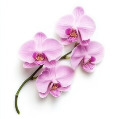 Obraz premium rosy beautiful orchid isolated on white background