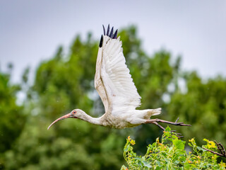 american white ibis flying through the marsh