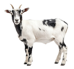 Fototapeta premium Goat Isolated on transparent background