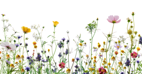 Colorful wildflower border design