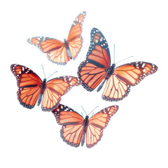 Fototapeta premium Four orange butterflies are flying in a circle
