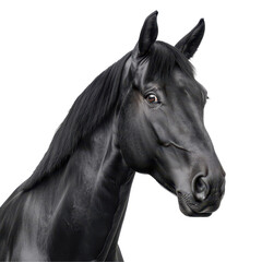 Obraz premium A black horse with a white background