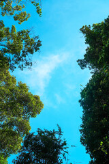 Obraz premium Branch of trees in forest against with sunlight on cloud in blue sky background, leaf plant pattern wallpaper, natural green foliage texture.Environmental concept.Copy space for work. Vertical.