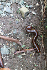 Fototapeta premium Millipede animals with shiny body colors are on dry land