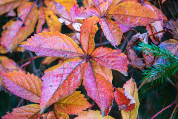 Close-up of autumn-colored leaves on a sunny autumn day