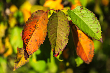 Close-up of autumn-colored leaves on a sunny autumn day