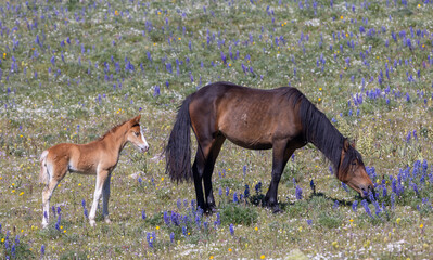 Wild Horse Mare and Foal in the Pryor Mountains Montana in Summer
