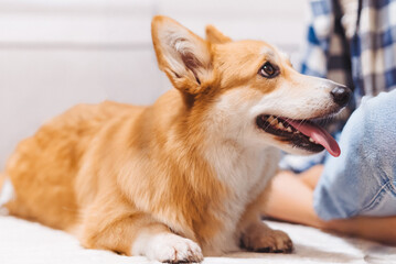 Corgi relaxing indoors with its owner enjoying a cozy afternoon in a well-lit living room during the weekend