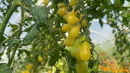 unique yellow cherry tomatoes. close up. concept organic food, harvest, hand holding fresh cherry