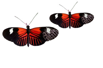 red butterfly isolated on white transparent background.png