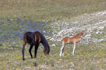 Wild Horse Mare and Foal in the Pryor Mountains Montana in Summer