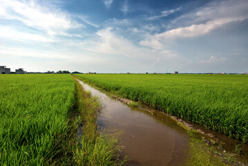 Obraz premium Padi Field, Sekinchan, Malaysia - Sekinchan, which literally means “village suitable for plantation” in Chinese, lives up to its name as the town is the rice bowl of Selangor.