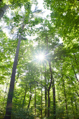 Sunshine in the Woods