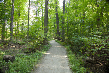 A path in the woods

