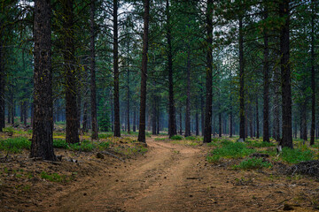 2024-09-12 A GRAVEL TRAIL FOR MOUNTAIN BIKING LINED WITH PINE TREES IN SUNRIVER OREGON