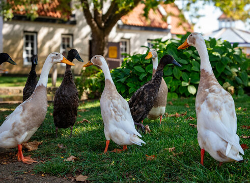Indian runner ducks walking in the grass in summer 
