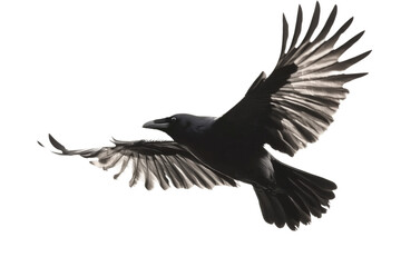 Fototapeta premium A crow with outstretched wings flies against a black background