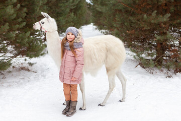 A little girl plays with a llama in a nature reserve in winter © Vitaliy