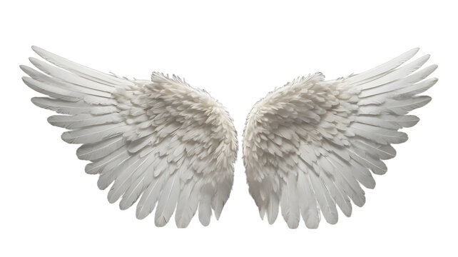 White angle wings isolated on transparent, white background
