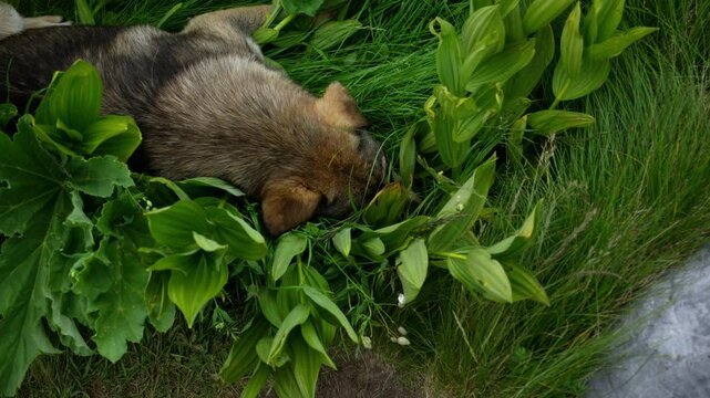A dog is seen resting peacefully in a patch of thick green plants. The dog is calm, enjoying the cool and shady environment.