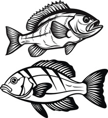 Black and White Wrasse Fish Engraving  Hand Drawn Vector illustration.