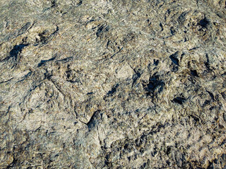 High angle shot dried seaweed on the sand