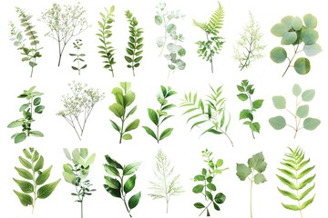 Set of fresh green herbs on white background