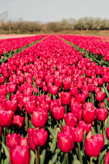 flower, tulip, netherlands, landscape, colorful, fresh, garden, plant, background, field, blooming, holland, may, blossom, floral, park, day, tulips, bloom, beautiful, spring, dutch, lisse, tourism, k