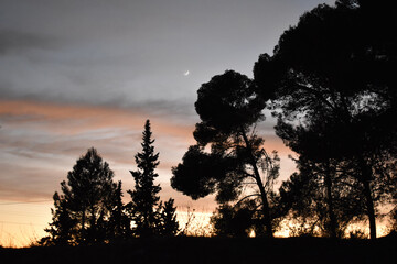 Mágico atardecer en la naturaleza frente a un bosque 