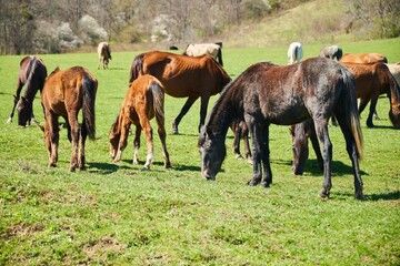 Horses in the pasture. Green meadow with grass