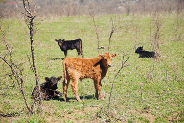 A calf is grazing. Green meadow with grass