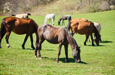 Obraz premium Horses in the pasture. Green meadow with grass