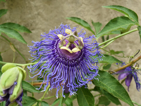 Pasiflora, Flor de la pasi&oacute;n o pasionaria, planta nativa de Espa&ntilde;a medicinal.