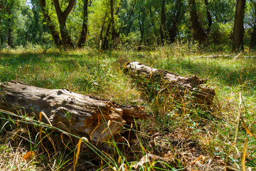 beautiful summer landscape, old fallen trees in a glade of green grass in the forest