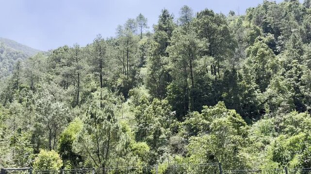 A view of the forest and clear sky in the middle of a tourist attraction.