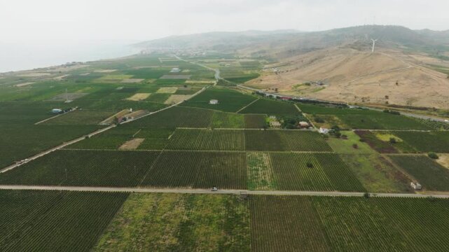 Vineyards In Calabria In Ciro Marina For The Wine Harvest