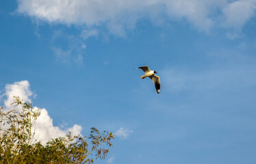 kite in the sky