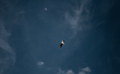 birds in the sky