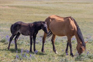 Wild Horse Mare and Foal in the Pryor Mountains Montana in Summer