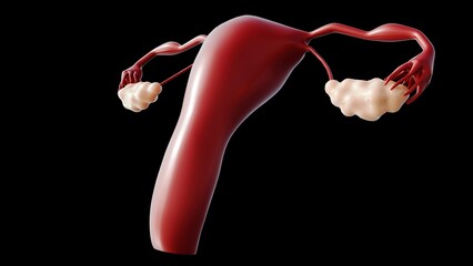 A 3D illustration of a female reproductive system, including the uterus, fallopian tubes, and ovaries.